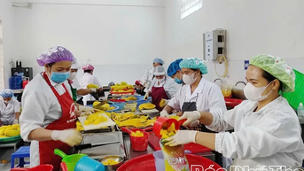 Sẵn sàng xuất khẩu xoài cấp đông