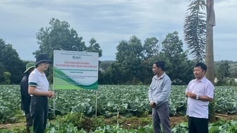 Liên kết trồng rau - hướng phát triển bền vững