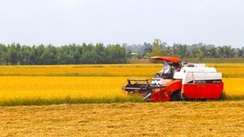 Vụ lúa Hè Thu: Tập trung thu hoạch, sẵn sàng đón lũ