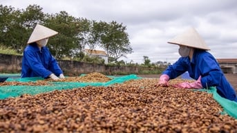 Giá cà phê hôm nay 4/8/2025: Tuần qua tăng mạnh