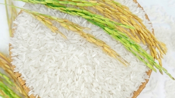 Giá lúa gạo hôm nay 5/8: Gạo giảm nhẹ, lúa ổn định