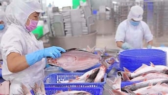 Lợi nhuận quý “nữ hoàng cá tra” cao nhất trong 2 năm qua, bất chấp áp lực thuế quan