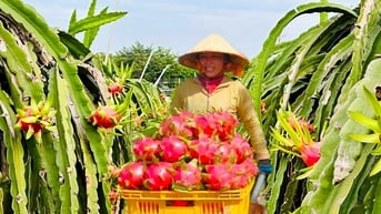 Tháo gỡ khó khăn trong tiêu thụ thanh long
