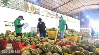 Tỉnh Đắk Lắk có 1.676 doanh nghiệp được cấp mới đăng ký kinh doanh