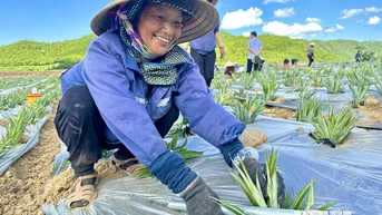 Kết nối sản xuất, tiêu thụ nông sản dứa, chè, cây ăn quả có múi các tỉnh vùng Bắc Trung Bộ
