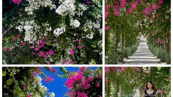 Du khách mê mẩn đường hoa giấy rực rỡ ở đảo Bé