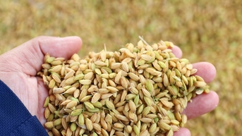 Giá lúa gạo hôm nay 7/8: Giá gạo giảm nhẹ