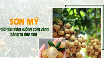Sơn Mỹ giữ giá nhãn xuồng cơm vàng bằng tư duy mới