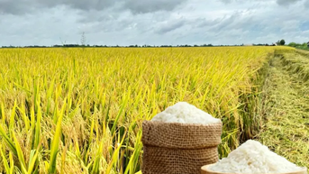 Giá lúa gạo hôm nay 9/8: Gạo xuất khẩu tăng, trong nước ổn định
