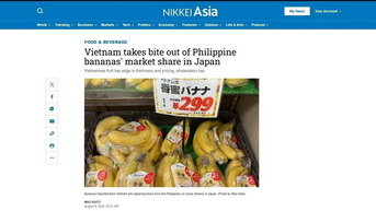Nikkei Asia: Chuối Việt Nam đang có lợi thế tại thị trường Nhật Bản