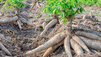 ទិសដៅថ្មីសម្រាប់ការអភិវឌ្ឍប្រកបដោយចីរភាពនៃឧស្សាហកម្មដំឡូងមី