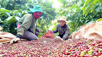 Ðịnh vị cà phê đặc sản Gia Lai