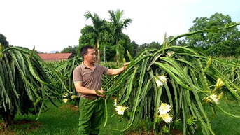 ដើមស្រកានាគផ្លាស់ប្តូរជីវិតនៅខេត្តអានង៉ៀ