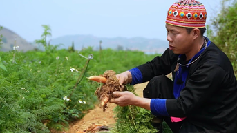 Thanh niên người Mông thoát nghèo từ nông nghiệp sạch