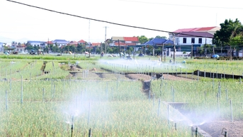អាកាសធាតុមានពន្លឺថ្ងៃ កសិករ Nghe An មមាញឹកក្នុងការស្តារផលិតកម្មឡើងវិញ