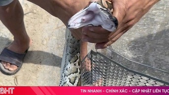 លែង​ពស់ថ្លាន់​ទម្ងន់​៧​គីឡូក្រាម​ចូល​ព្រៃ​