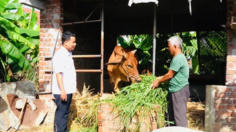 ការកាត់បន្ថយភាពក្រីក្រប្រកបដោយនិរន្តរភាពនៅ Quang Ngai ជាមួយ 'ធនាគារគោ'