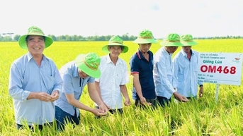 OM468 - ពូជស្រូវសន្យាសម្រាប់គម្រោងស្រូវគុណភាពខ្ពស់ 1 លានហិកតា