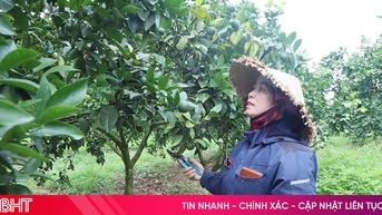 Cam sai quả, kỳ vọng đón mùa vàng