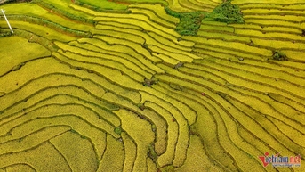 Ngắm ruộng bậc thang vàng óng, đẹp mơ màng giữa đại ngàn Tây Bắc
