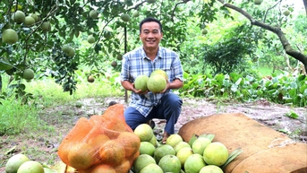 ក្រូចថ្លុងពិសេសនៅទឹកដី Ha Dong
