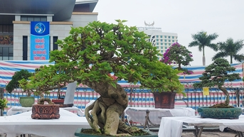 Bắc Ninh: Trưng bày sinh vật cảnh và thả chim bồ câu hòa bình chào mừng Đại hội đại biểu Đảng bộ tỉnh