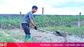 Rau xanh tăng giá, nông dân Hà Tĩnh tăng tốc xuống giống