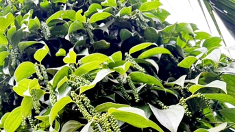 Công nhận cây đầu dòng hồ tiêu Đức Điệp