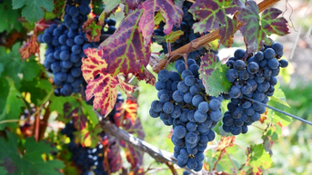 Khám phá mùa nho chín ở Thung lũng Barossa: Hành trình say đắm giữa sắc tím nước Úc