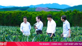 "Mướt mắt" mô hình trồng dứa liên kết của anh nông dân 8X Hà Tĩnh