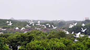 Về rừng ngập mặn Xuân Thủy