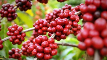 នាថ្ងៃទី ១៣ ខែកញ្ញា កាហ្វេនៅ Gia Lai បានកើនឡើងដល់ ១១៨.០០០ ដុង/គីឡូក្រាម។