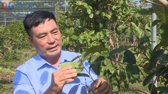 ខេត្ត Quang Ninh មាន​បុគ្គល​កិត្តិយស​ជា “កសិករ​វៀត​ណាម​ឆ្នើម” ឆ្នាំ​២០២៥