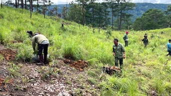 Trồng lại rừng thông ở khu vực bị cưa hạ tại xã Hiệp Thạnh