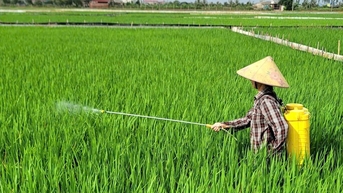 ការពារ​ស្លឹក​ឈើ​តូចៗ​ជំនាន់​ទី​ប្រាំមួយ​មិន​ឱ្យ​មាន​ការ​ខូចខាត​ក្នុង​ស្រែ