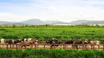 Vinamilk và bài học biến chi phí xanh thành sức mạnh thương hiệu