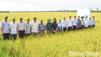 ដុងថាប៖ ប្រសិទ្ធភាពសេដ្ឋកិច្ចពីគំរូដាំដុះស្រូវដែលមានគុណភាពខ្ពស់ និងបញ្ចេញឧស្ម័នទាប
