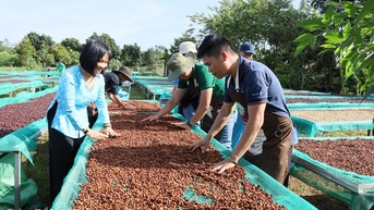Ngành hàng cà phê: "Khát" nguồn nhân lực chất lượng cao