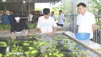 Vùng trồng chuối lớn nhất Đồng Nai