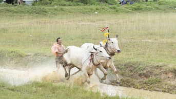 Sôi động trước ngày vào Hội đua bò Bảy Núi