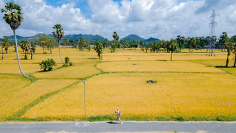 Du lịch An Giang mùa lúa chín – Săn mùa vàng miền biên viễn