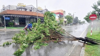 Số hóa cây xanh, an toàn mùa bão gió