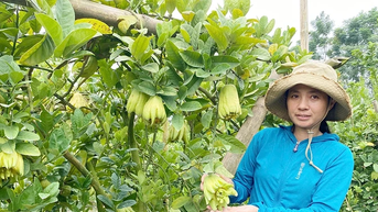 Làm giàu từ trồng phật thủ trên đất bãi sông Hồng