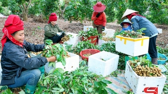 Chủ động đầu ra cho sản phẩm nhãn