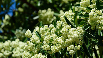 រដូវផ្ការីកដ៏រ៉ូមែនទិកកំពូលទាំង 4 នៅភាគខាងជើង ដែលទាក់ទាញអ្នកធ្វើដំណើរ