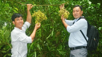 Dân dã nho rừng