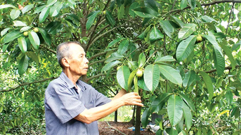 Vượt khó, làm giàu từ cây măng cụt