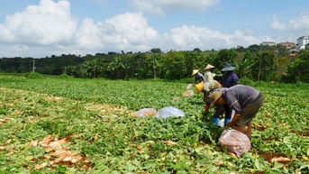 Nông dân nhiều xã phía Tây Lâm Đồng “thua” vụ hè thu