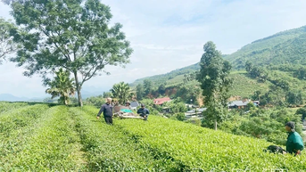 រសជាតិនៃតែ Hoang Van
