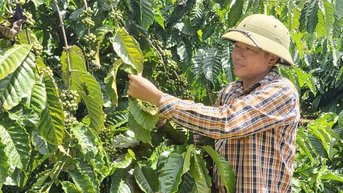 Nhiều lợi ích khi nông dân Ia Phí canh tác theo hướng hữu cơ